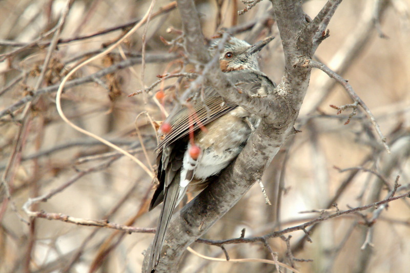 직박구리 Ixos amaurotis (Brown-eared Bulbul); DISPLAY FULL IMAGE.