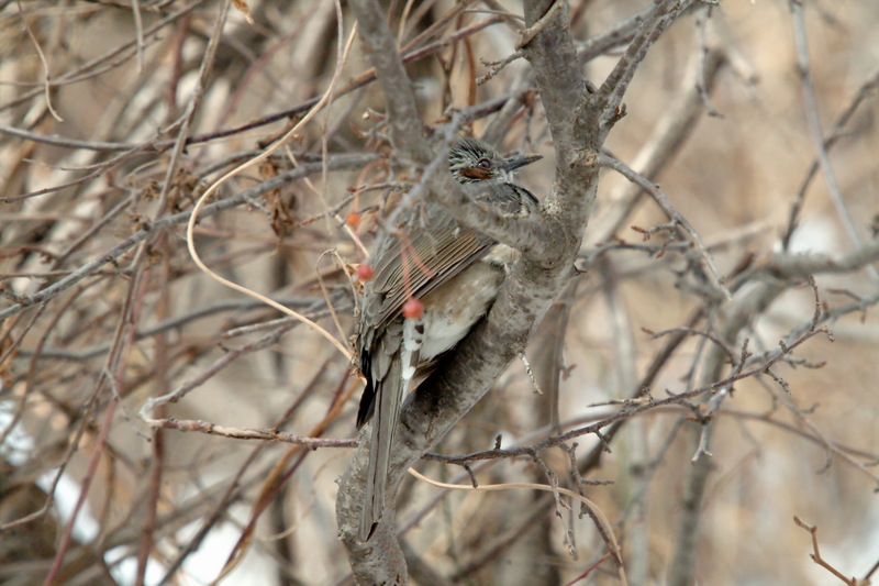 직박구리 Ixos amaurotis (Brown-eared Bulbul); DISPLAY FULL IMAGE.