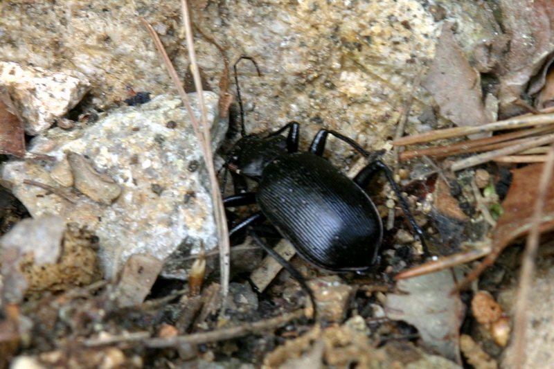 산맴돌이거저리 Plesiophthalmus davidis, 거저리과(Tenebrionidae); DISPLAY FULL IMAGE.