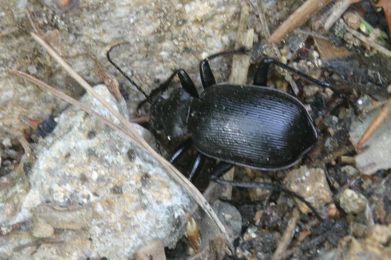 산맴돌이거저리 Plesiophthalmus davidis Fairmaire, 거저리과(Tenebrionidae); DISPLAY FULL IMAGE.