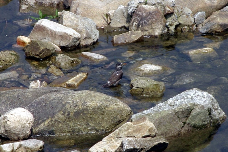 목욕하는 찌르레기 Sturnus cineraceus (Grey Starling); DISPLAY FULL IMAGE.