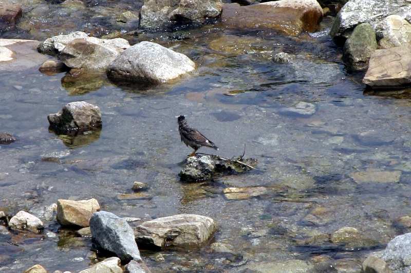 목욕하는 찌르레기 Sturnus cineraceus (Grey Starling); DISPLAY FULL IMAGE.