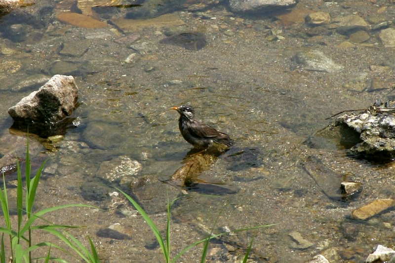 목욕하는 찌르레기 Sturnus cineraceus (Grey Starling); DISPLAY FULL IMAGE.