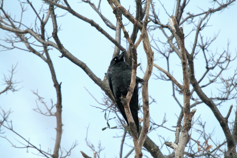 큰부리까마귀 Corvus macrorhynchos (Jungle Crow); DISPLAY FULL IMAGE.