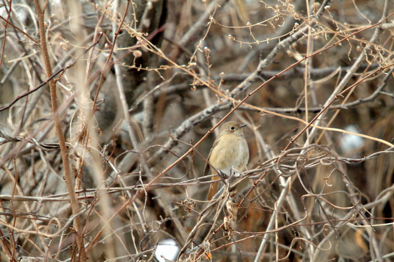 딱새 암컷 Phoenicurus auroreus (Daurian Redstart); DISPLAY FULL IMAGE.