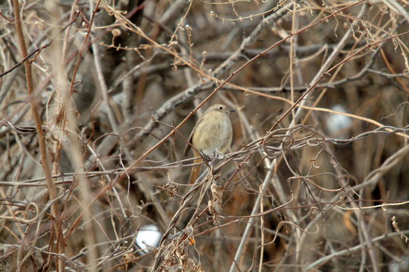 딱새 암컷 Phoenicurus auroreus (Daurian Redstart); DISPLAY FULL IMAGE.