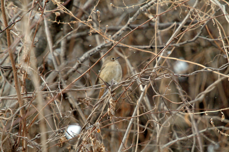 딱새 암컷 Phoenicurus auroreus (Daurian Redstart); DISPLAY FULL IMAGE.