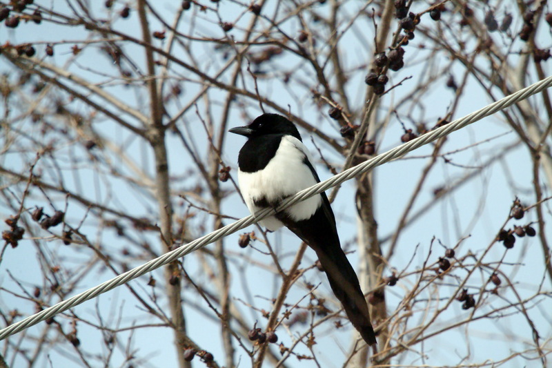 까치 Pica pica (Black-billed Magpie); DISPLAY FULL IMAGE.