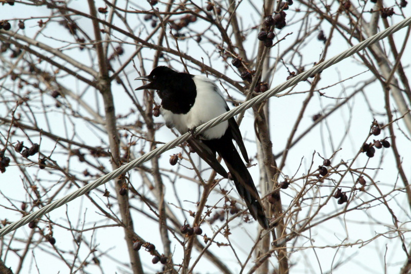 까치 Pica pica (Black-billed Magpie); DISPLAY FULL IMAGE.