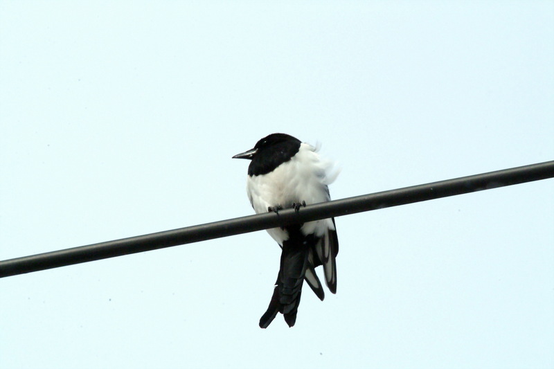 까치 Pica pica (Black-billed Magpie); DISPLAY FULL IMAGE.