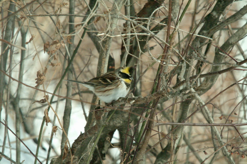 노랑턱멧새 Emberiza elegans (Yellow -throated Bunting); DISPLAY FULL IMAGE.