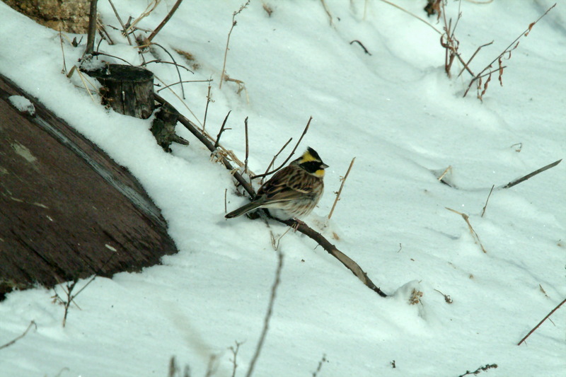 노랑턱멧새 Emberiza elegans (Yellow -throated Bunting); DISPLAY FULL IMAGE.
