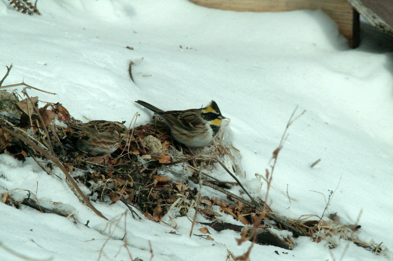 노랑턱멧새 Emberiza elegans (Yellow -throated Bunting); DISPLAY FULL IMAGE.