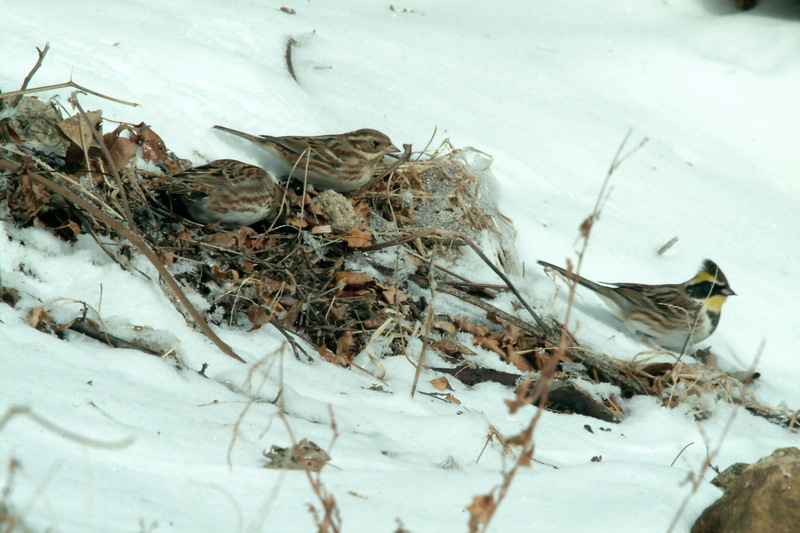 노랑턱멧새 Emberiza elegans (Yellow -throated Bunting); DISPLAY FULL IMAGE.