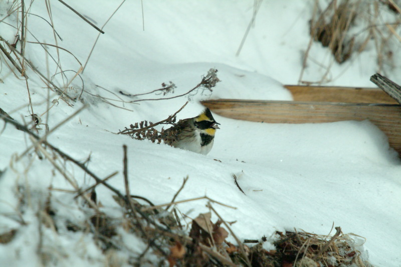 노랑턱멧새 Emberiza elegans (Yellow -throated Bunting); DISPLAY FULL IMAGE.