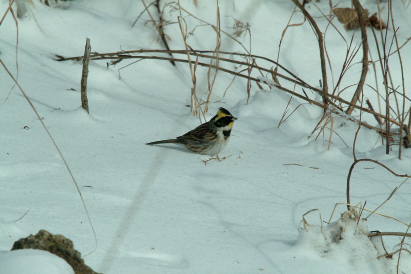 노랑턱멧새 Emberiza elegans (Yellow -throated Bunting); DISPLAY FULL IMAGE.