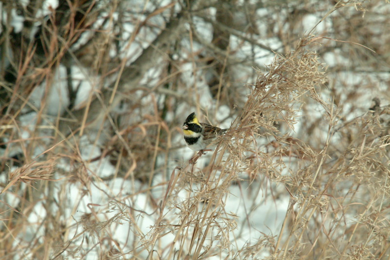 노랑턱멧새 Emberiza elegans (Yellow -throated Bunting); DISPLAY FULL IMAGE.
