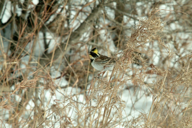 노랑턱멧새 Emberiza elegans (Yellow -throated Bunting); DISPLAY FULL IMAGE.