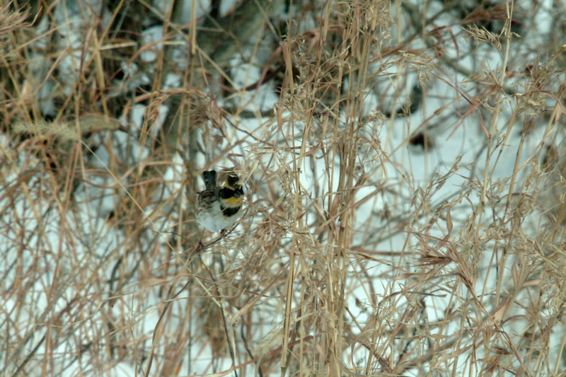 노랑턱멧새 Emberiza elegans (Yellow -throated Bunting); DISPLAY FULL IMAGE.