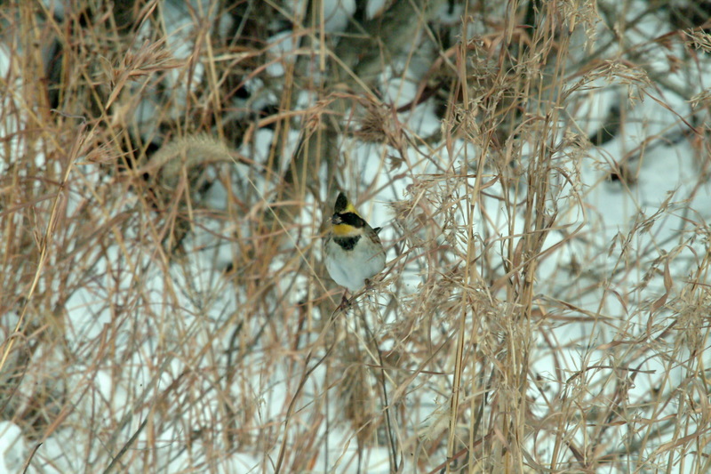 노랑턱멧새 Emberiza elegans (Yellow -throated Bunting); DISPLAY FULL IMAGE.