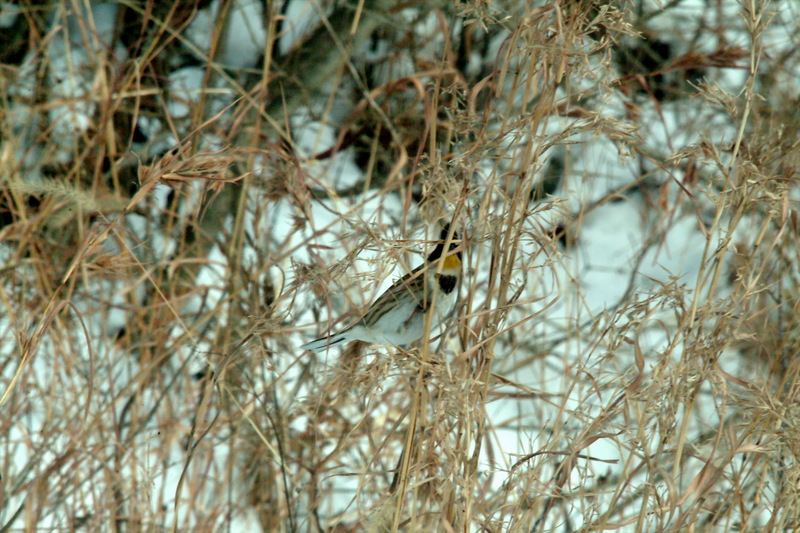 노랑턱멧새 Emberiza elegans (Yellow -throated Bunting); DISPLAY FULL IMAGE.