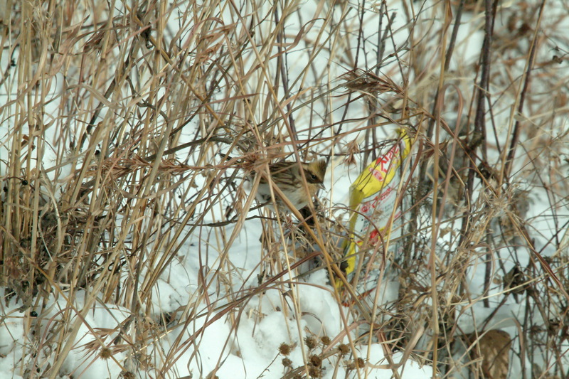 노랑턱멧새 Emberiza elegans (Yellow -throated Bunting); DISPLAY FULL IMAGE.