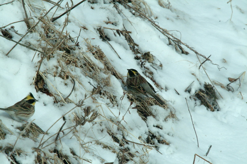 노랑턱멧새 Emberiza elegans (Yellow -throated Bunting); DISPLAY FULL IMAGE.