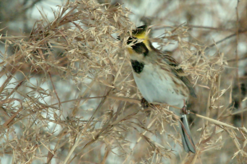 노랑턱멧새 Emberiza elegans (Yellow -throated Bunting); DISPLAY FULL IMAGE.