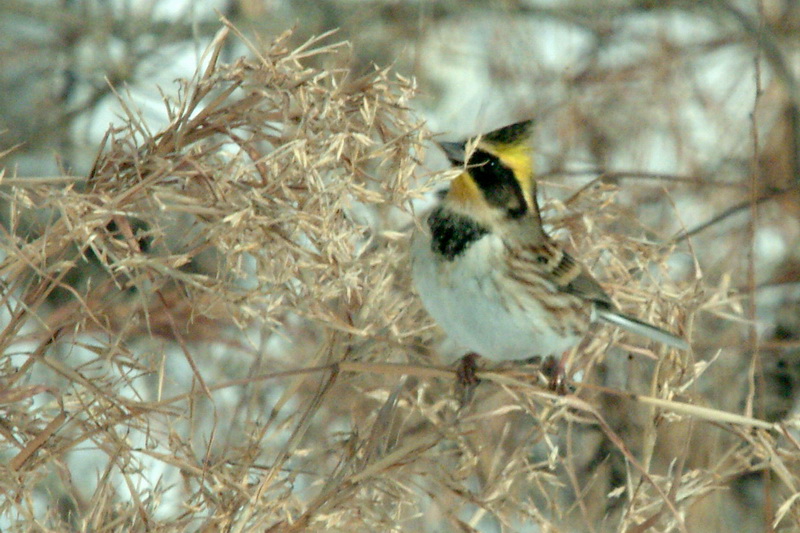노랑턱멧새 Emberiza elegans (Yellow -throated Bunting); DISPLAY FULL IMAGE.