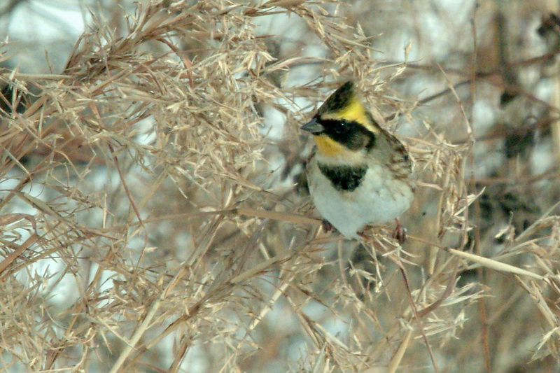노랑턱멧새 Emberiza elegans (Yellow -throated Bunting); DISPLAY FULL IMAGE.