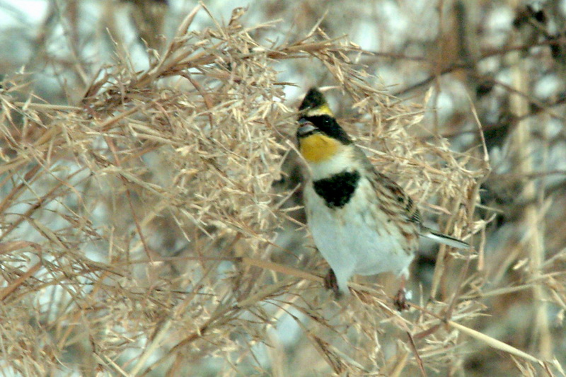 노랑턱멧새 Emberiza elegans (Yellow -throated Bunting); DISPLAY FULL IMAGE.