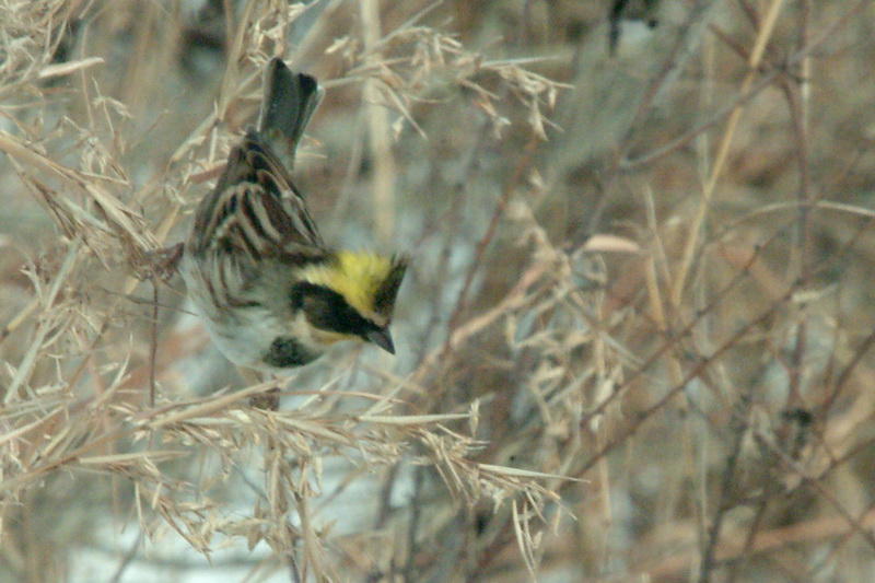 노랑턱멧새 Emberiza elegans (Yellow -throated Bunting); DISPLAY FULL IMAGE.