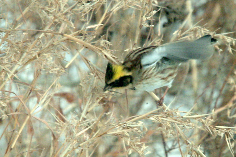 노랑턱멧새 Emberiza elegans (Yellow -throated Bunting); DISPLAY FULL IMAGE.