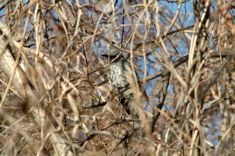 직박구리 Ixos amaurotis (Brown-eared Bulbul); DISPLAY FULL IMAGE.