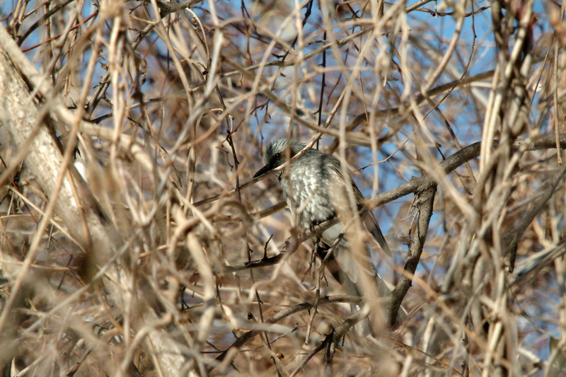 직박구리 Ixos amaurotis (Brown-eared Bulbul); DISPLAY FULL IMAGE.