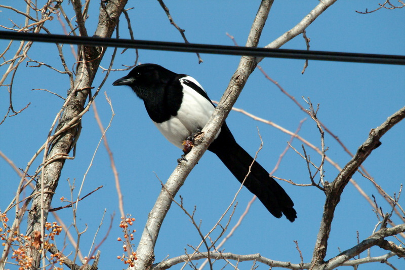먹이를 먹는 까치 Pica pica (Black-billed Magpie); DISPLAY FULL IMAGE.