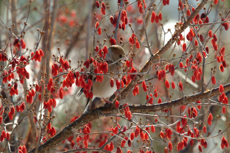 콩새 Coccothraustes coccothraustes (Hawfinch); DISPLAY FULL IMAGE.