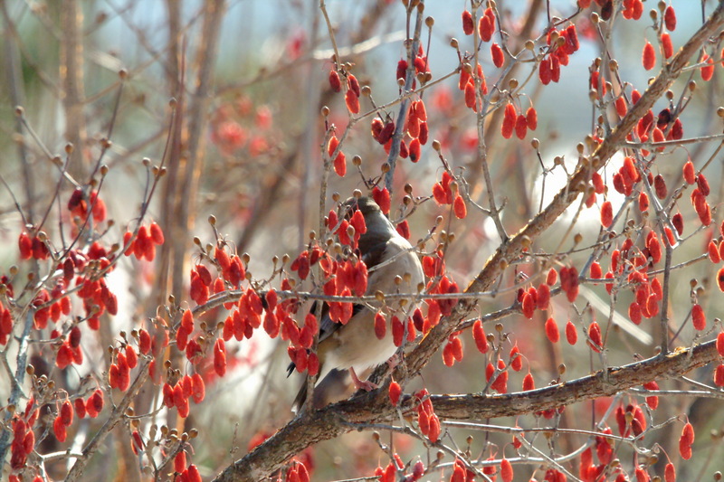 콩새 Coccothraustes coccothraustes (Hawfinch); DISPLAY FULL IMAGE.