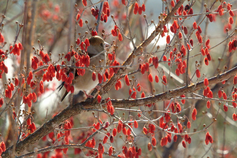 콩새 Coccothraustes coccothraustes (Hawfinch); DISPLAY FULL IMAGE.