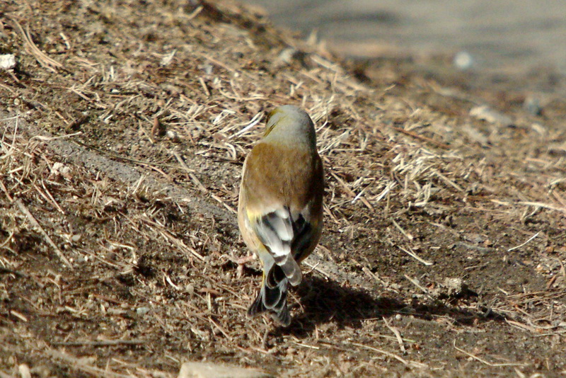 콩새 Coccothraustes coccothraustes (Hawfinch); DISPLAY FULL IMAGE.