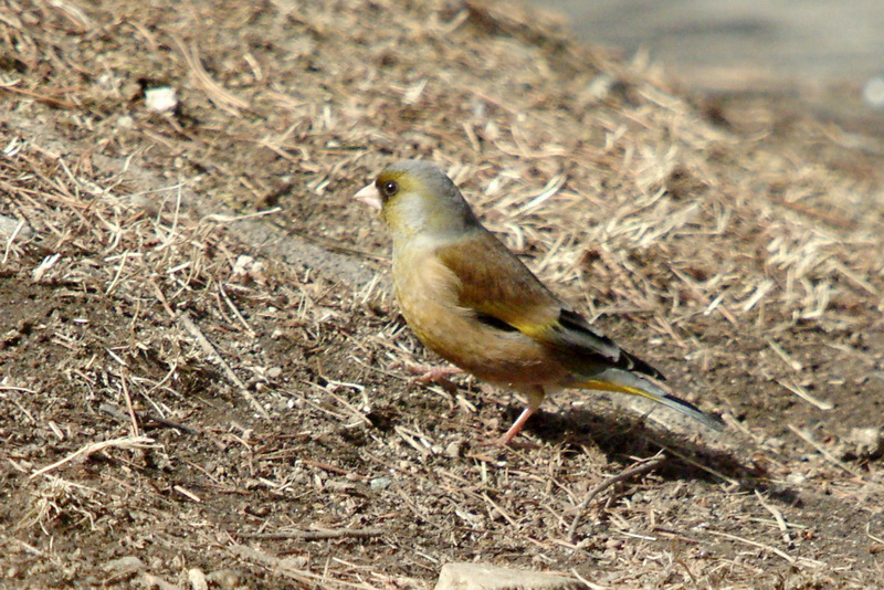 콩새 Coccothraustes coccothraustes (Hawfinch); DISPLAY FULL IMAGE.