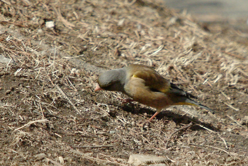 콩새 Coccothraustes coccothraustes (Hawfinch); DISPLAY FULL IMAGE.