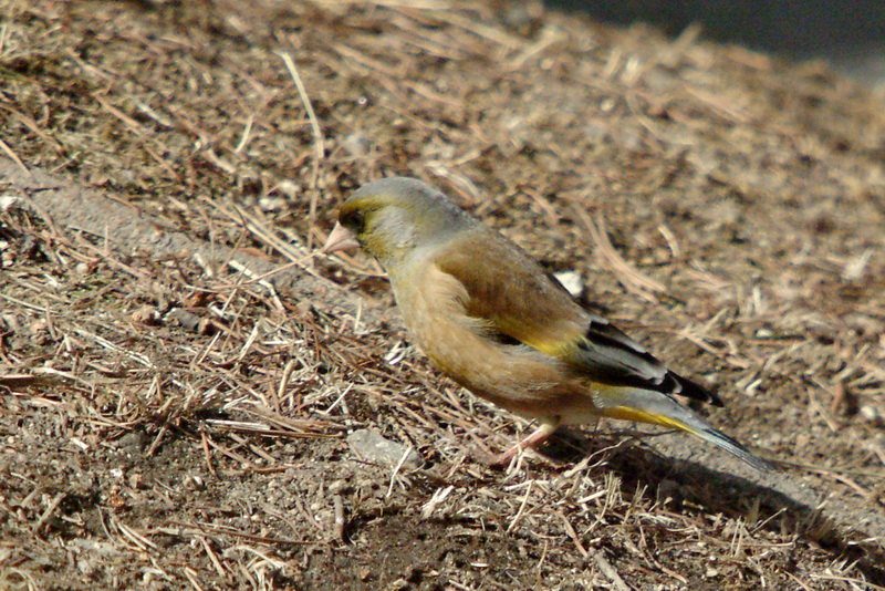 콩새 Coccothraustes coccothraustes (Hawfinch); DISPLAY FULL IMAGE.