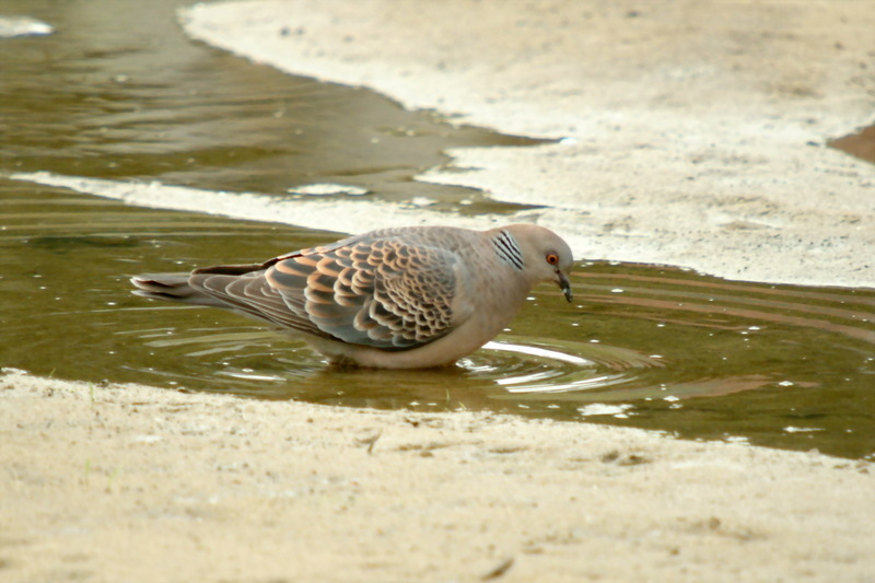 멧비둘기 Streptopelia orientalis (Oriental Turtle Dove); DISPLAY FULL IMAGE.