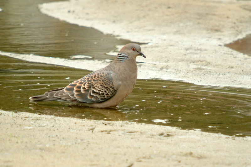 멧비둘기 Streptopelia orientalis (Oriental Turtle Dove); DISPLAY FULL IMAGE.