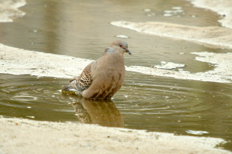 멧비둘기 Streptopelia orientalis (Oriental Turtle Dove); DISPLAY FULL IMAGE.