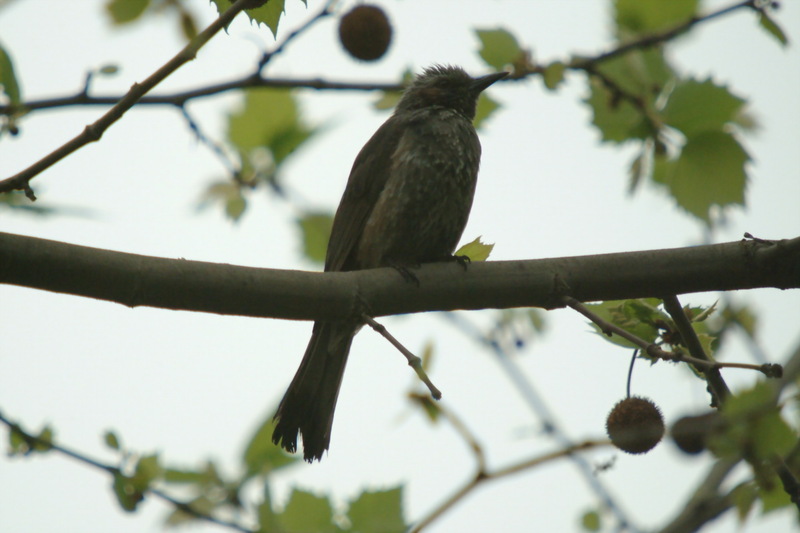 직박구리 Ixos amaurotis (Brown-eared Bulbul); DISPLAY FULL IMAGE.