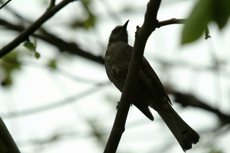 직박구리 Ixos amaurotis (Brown-eared Bulbul); DISPLAY FULL IMAGE.