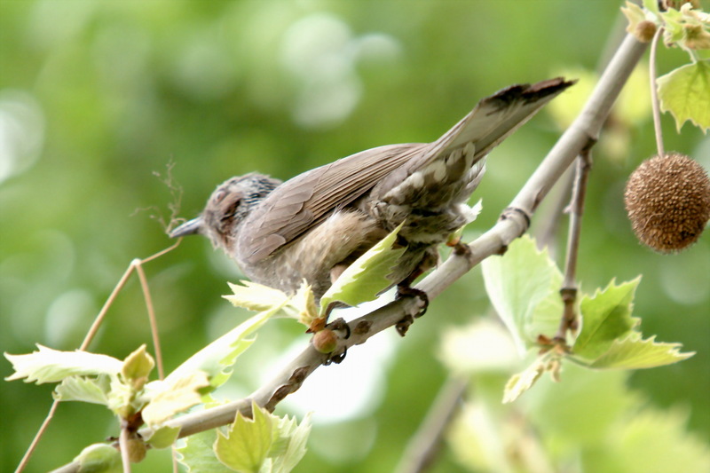 직박구리 Ixos amaurotis (Brown-eared Bulbul); DISPLAY FULL IMAGE.