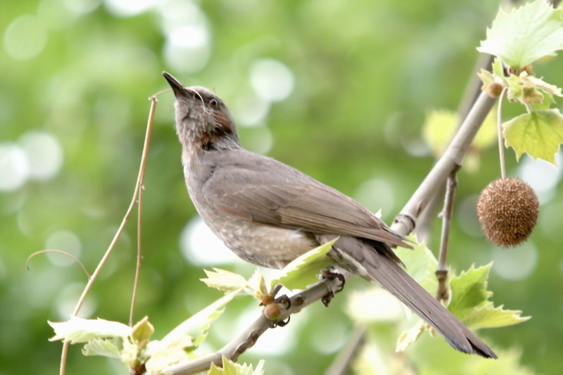 직박구리 Ixos amaurotis (Brown-eared Bulbul); DISPLAY FULL IMAGE.